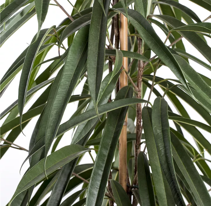 Schmalblättrige Birkenfeige 'Alii'