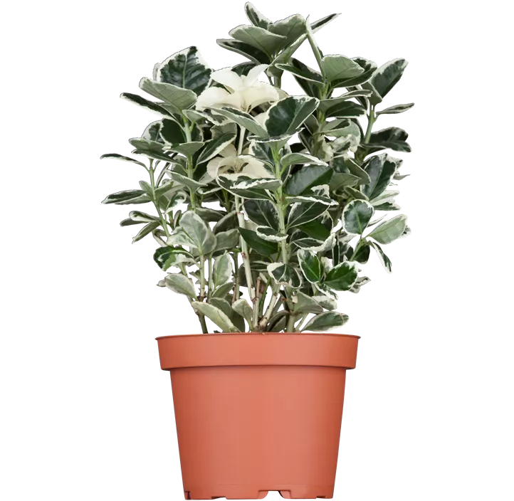 Japanspindel 'Kathy'