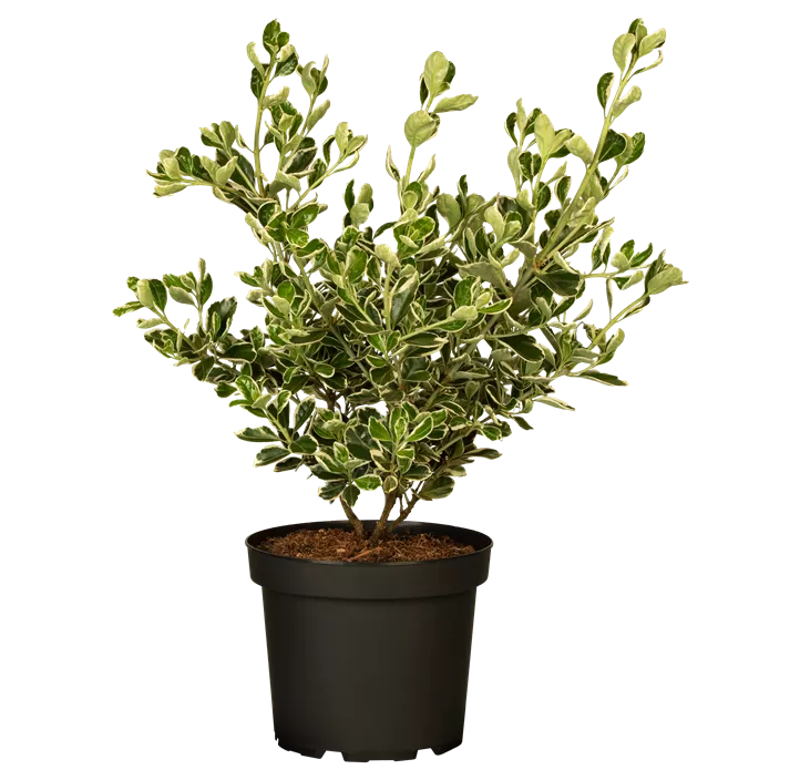 Japanspindel 'Kathy'