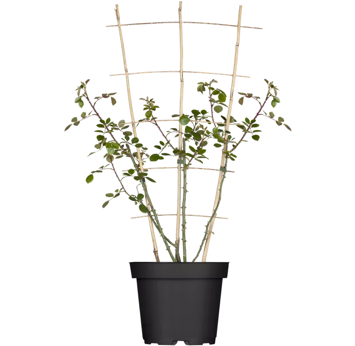 Kletterrose 'New Dawn'