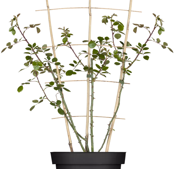 Kletterrose 'New Dawn'