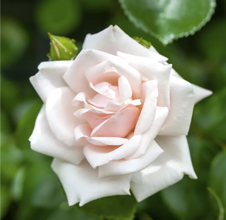 Kletterrose 'New Dawn'