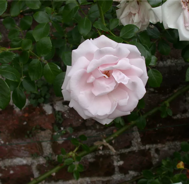 Kletterrose 'New Dawn'