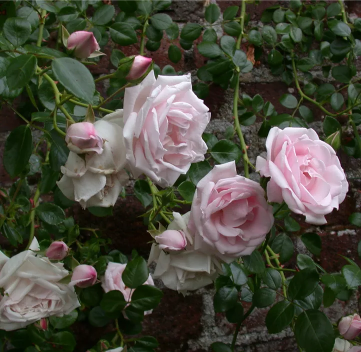 Kletterrose 'New Dawn'