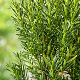 Taxus media hilii Spalier