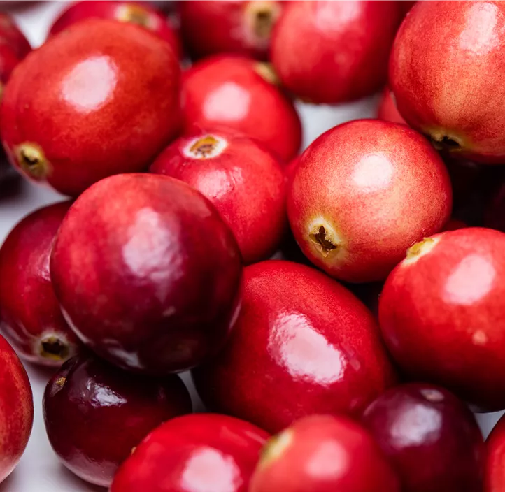 Großfrüchtige Moosbeere 'Cranberry'
