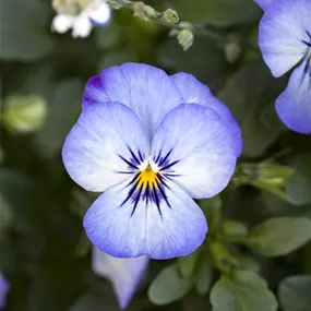Viola cornuta Ampel