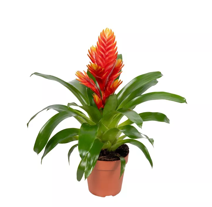 Vriesea 'Intenso Peach Orange'