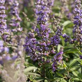 Vitex agnus castus Delta Blues