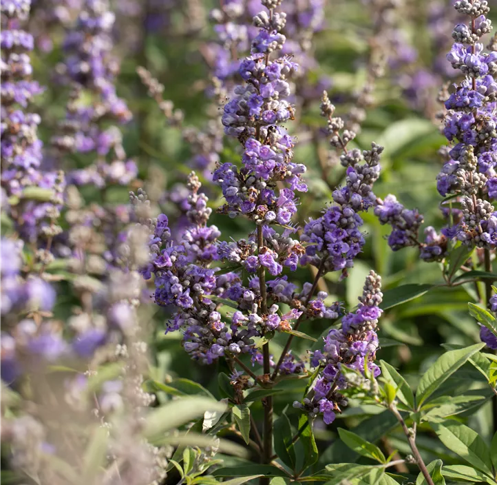 Mönchspfeffer 'Delta Blues'®