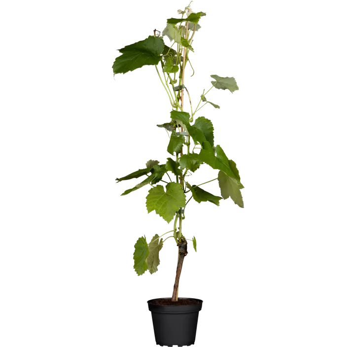 Tafeltraube 'Muscat Bleu'