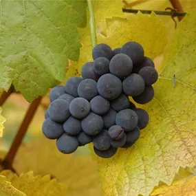 Vitis vinifera Muscat bleu resistent