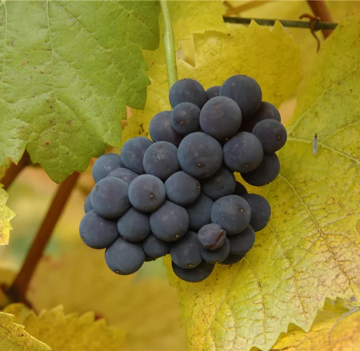 Tafeltraube 'Muscat Bleu'