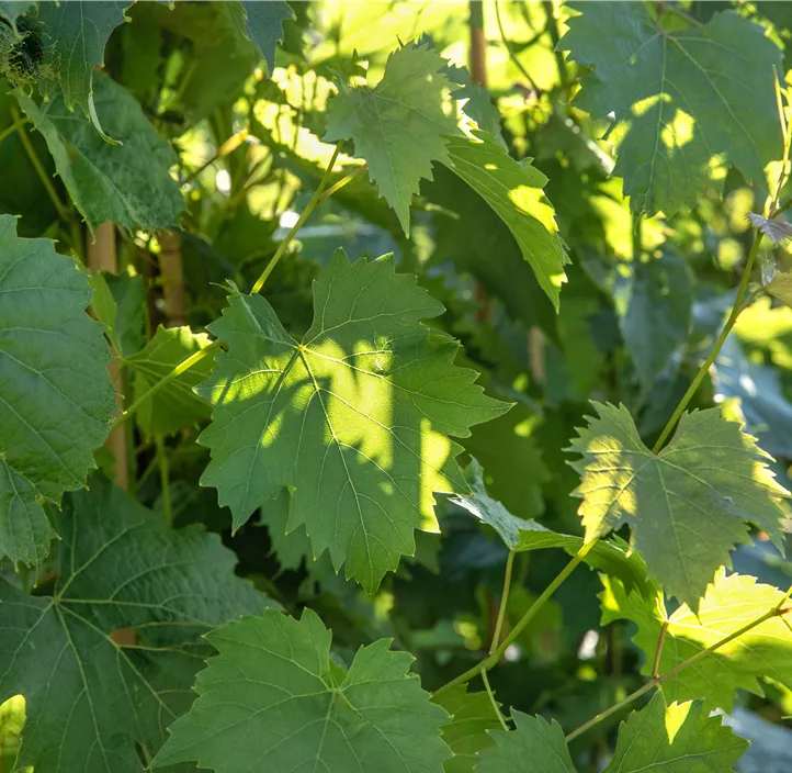 Tafeltraube 'Muscat Bleu'