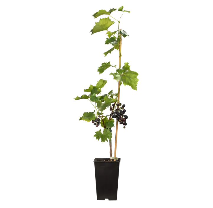 Tafeltraube 'Muscat Bleu'