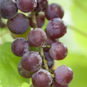 Vitis vinifera Suffolk red kernarm