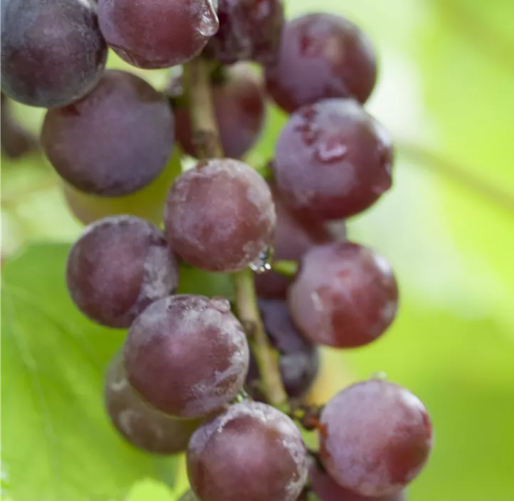 Weinrebe 'Suffolk Red'