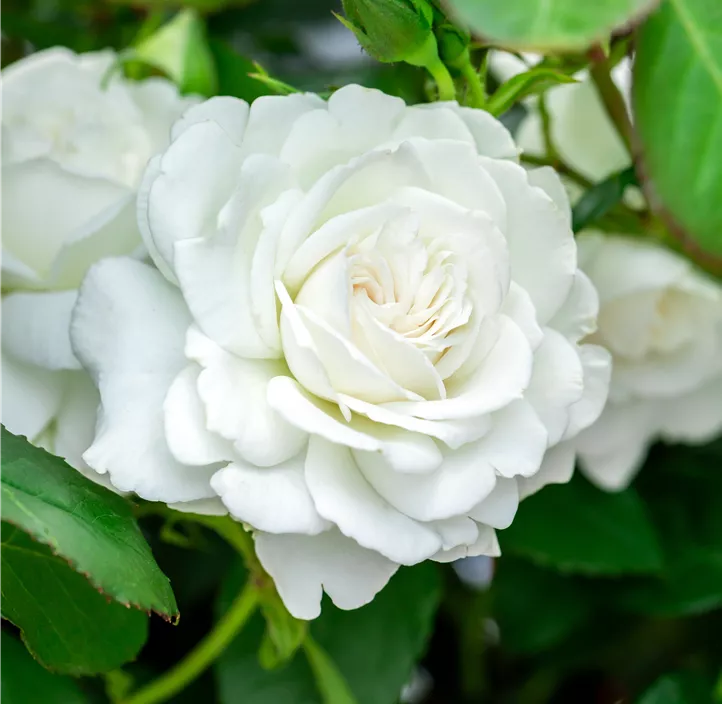 Edelrose 'Annapurna'®