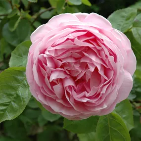 Rosa Boscobel