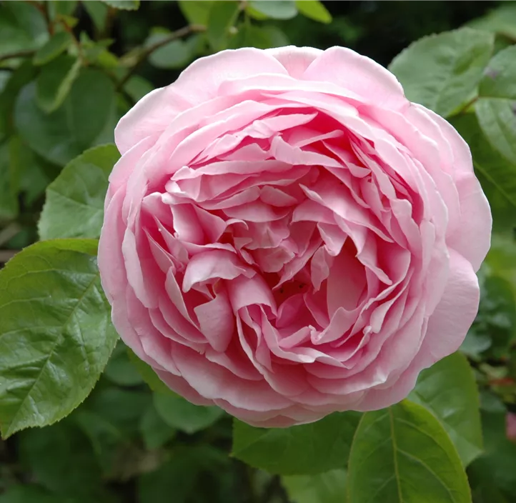 Strauchrose 'Boscobel'®
