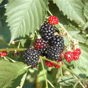 Rubus fruticosus Navaho Big&Early