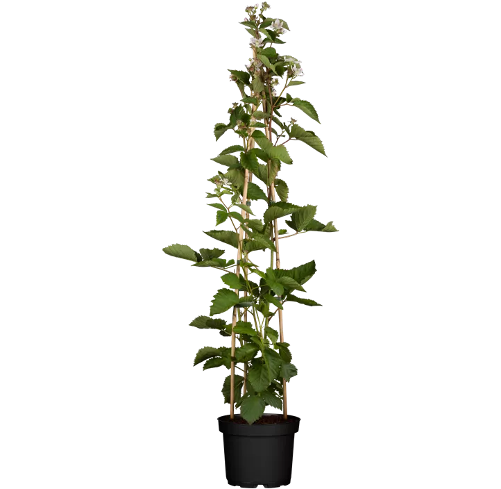 Säulenbrombeere 'Navaho® Bigandearly®'