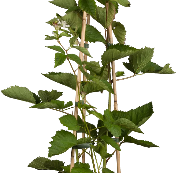 Säulenbrombeere 'Navaho® Bigandearly®'