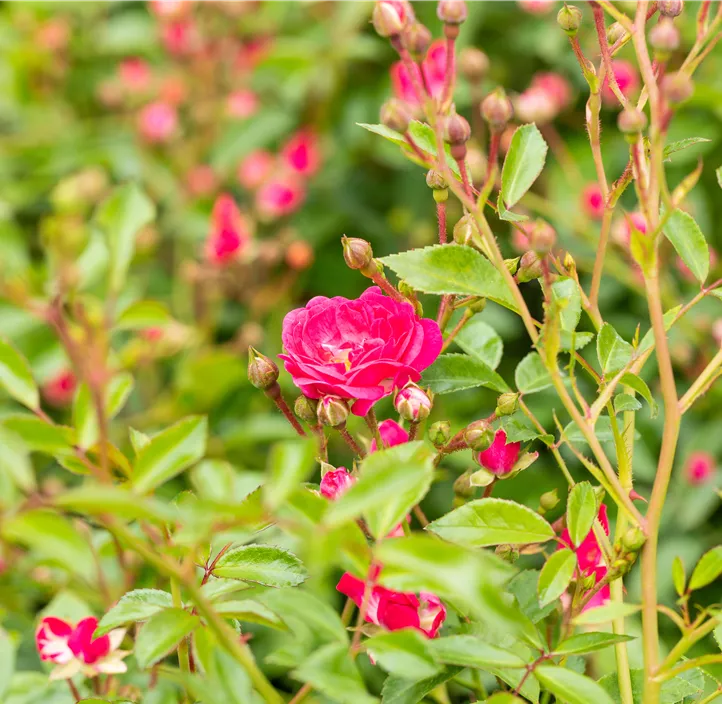 Bodendeckerrose 'Fairy Queen'®