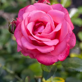 Rosa 'Für Elise'