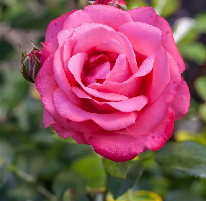 Beetrose 'Für Elise'®