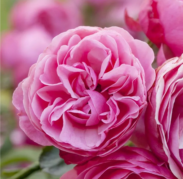 Beetrose 'Gartenprinzessin Marie-José'®