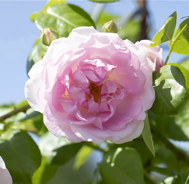 Kletterrose 'Jasmina'®