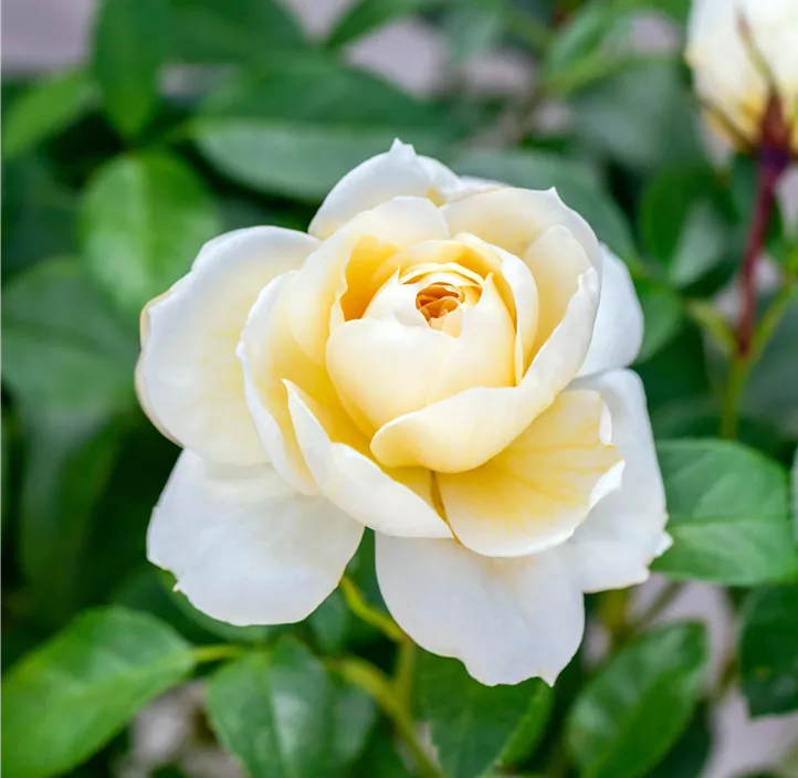 Beetrose 'Lions-Rose'®