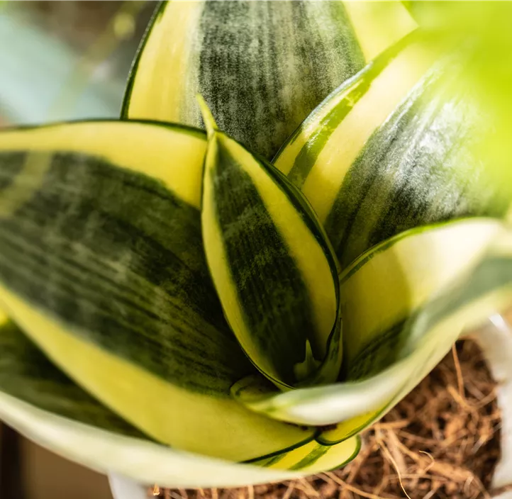 Bogenhanf 'Golden Hahnii'