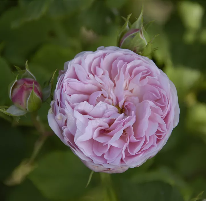 Englische Rose 'Olivia Rose Austin'®