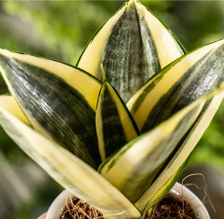 Bogenhanf 'Golden Hahnii'