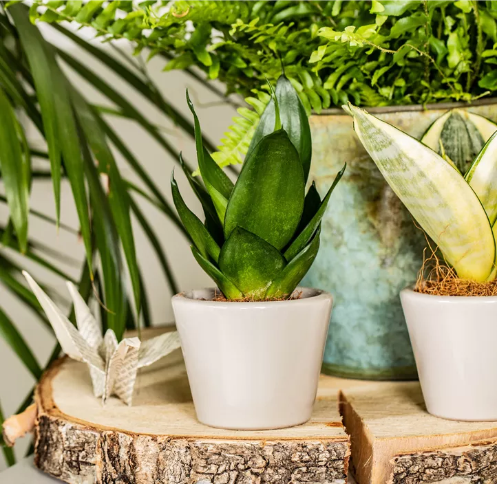 Bogenhanf 'Golden Hahnii'