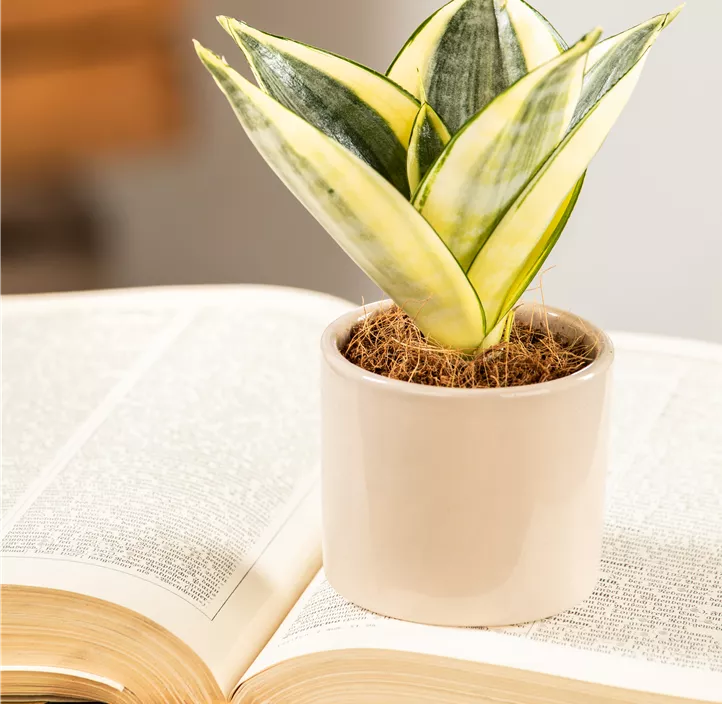 Bogenhanf 'Golden Hahnii'