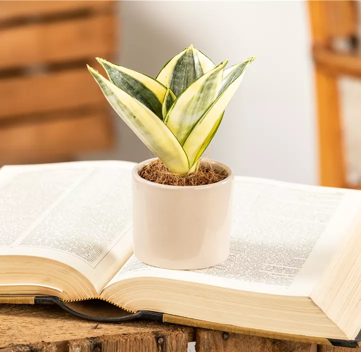 Bogenhanf 'Golden Hahnii'