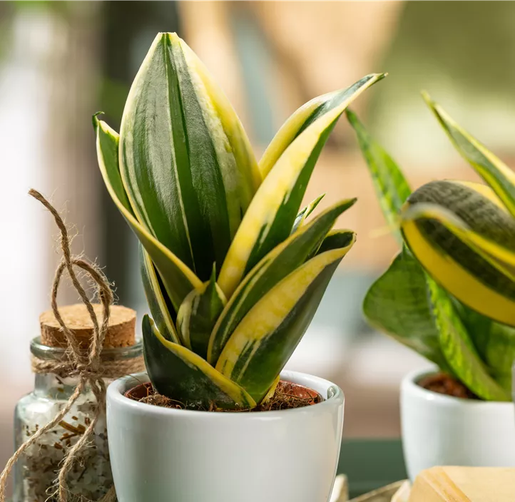 Bogenhanf 'Golden Hahnii'