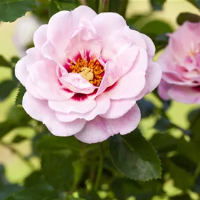 Rosa persica Bright Eyes