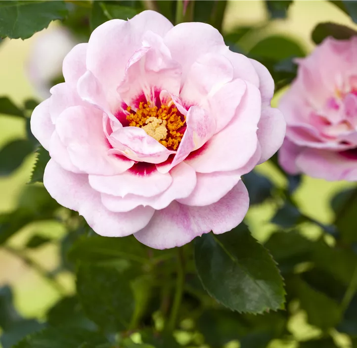 Persische Rose 'Angel Eyes'®