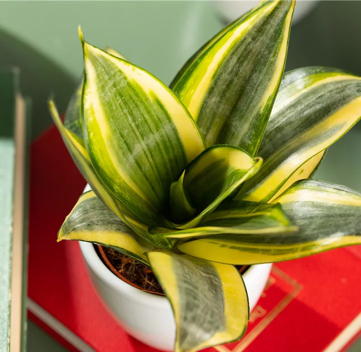 Bogenhanf 'Golden Hahnii'