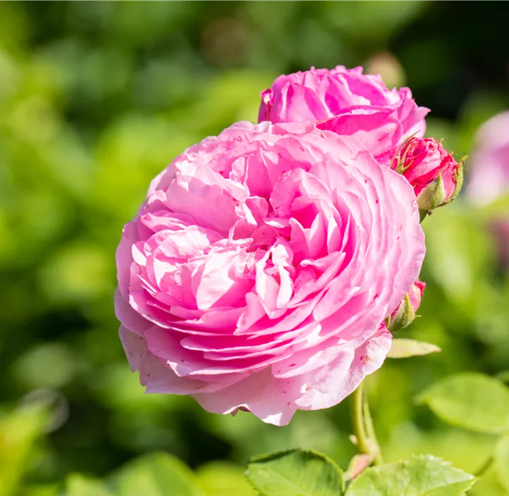Strauchrose 'Princess Alexandra of Kent'