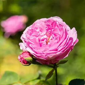 Rosa Princess Alexandra of Kent ®