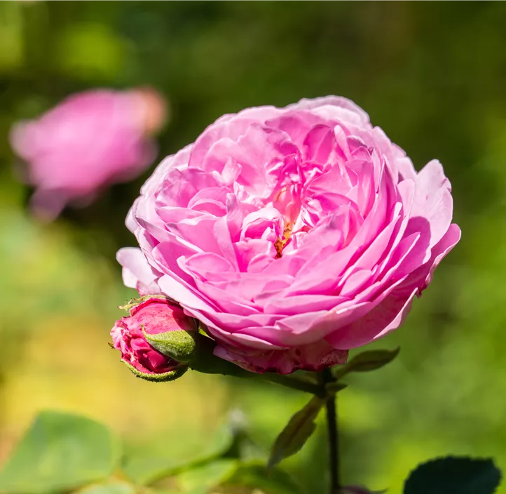 Strauchrose 'Princess Alexandra of Kent'