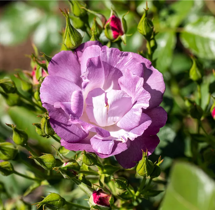 Beetrose 'Rhapsody in Blue'®