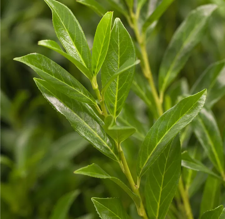 Kaukasischer Kirschlorbeer 'Caucasica'