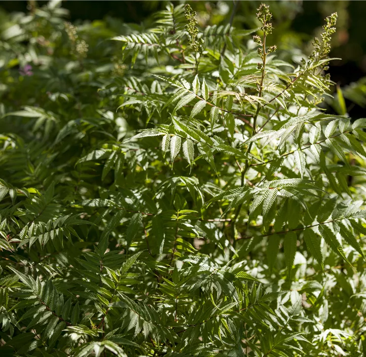 Niedrige Fiederspiere 'Matcha Ball'(s) FE®