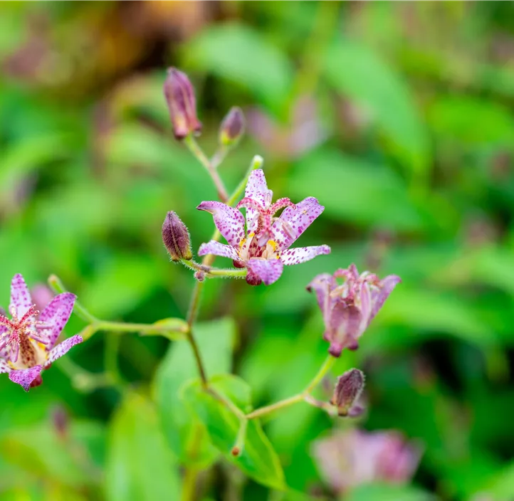 Krötenlilie 'Pink Freckles'